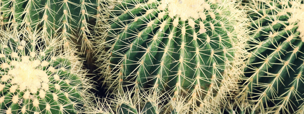 【知識專欄】沙漠裡的保水奇蹟：認識「仙人掌萃取粉」，為身體打造隱形的輕盈防護網 🌵✨