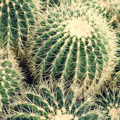 【知識專欄】沙漠裡的保水奇蹟：認識「仙人掌萃取粉」，為身體打造隱形的輕盈防護網 🌵✨